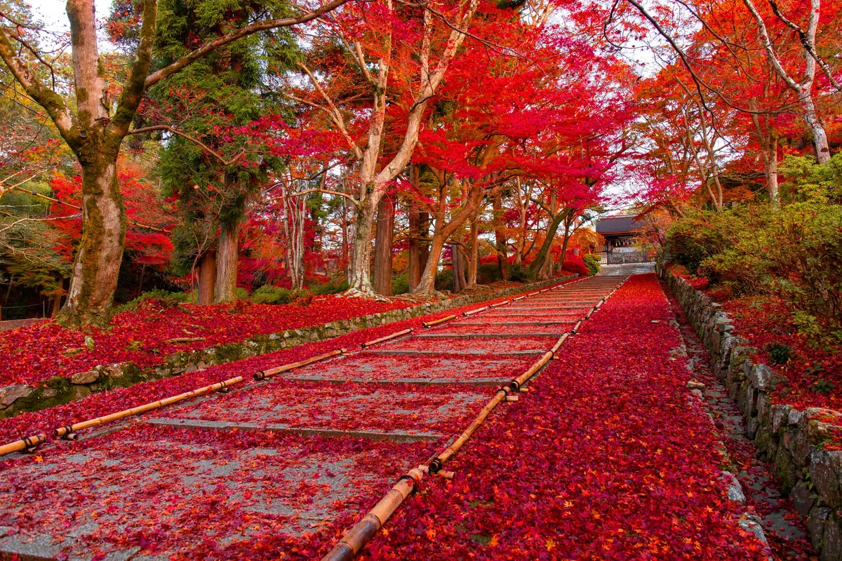 Seasonal Checklist: Preparing Pebble Paths for a British Winter
